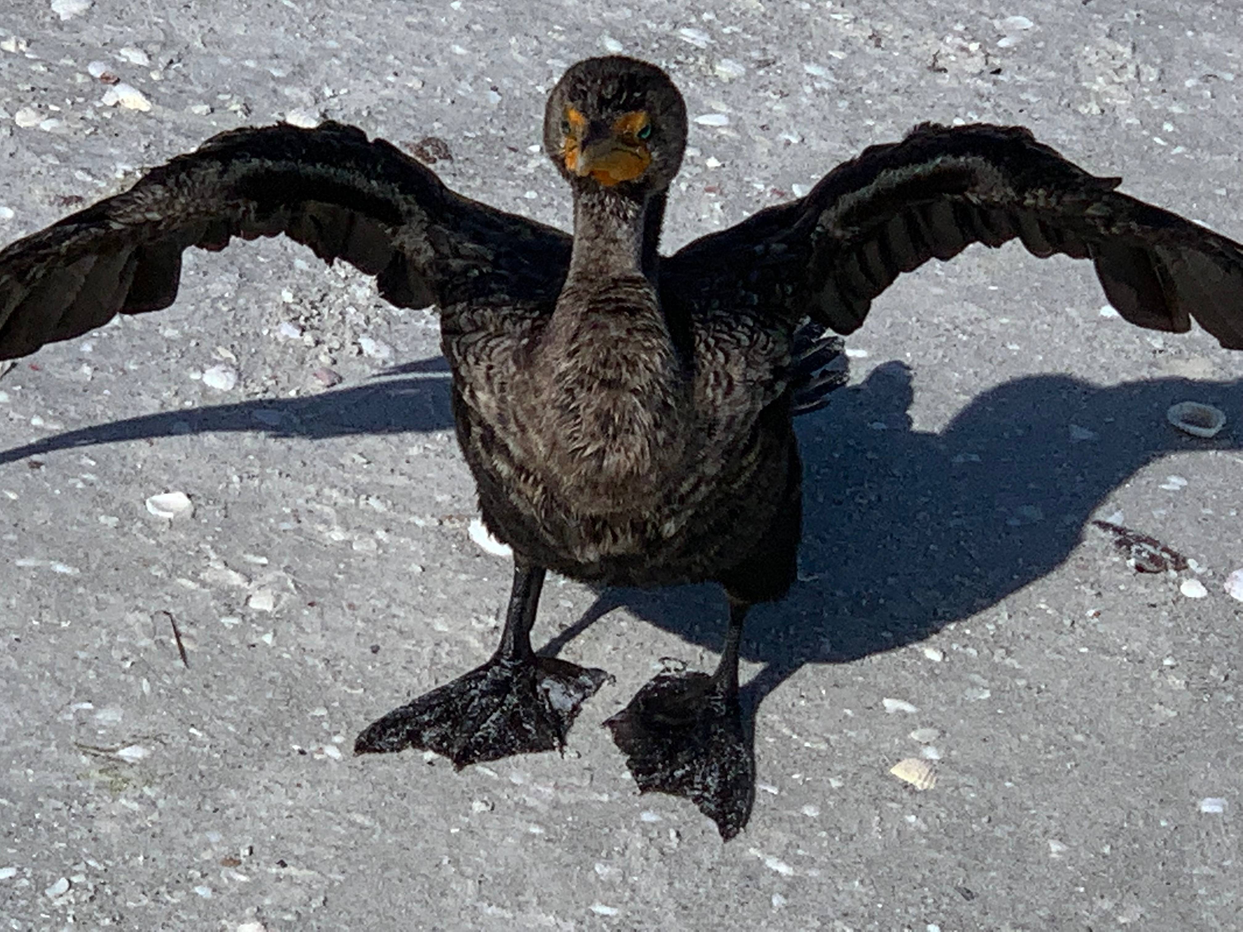 Devilish Cormorant